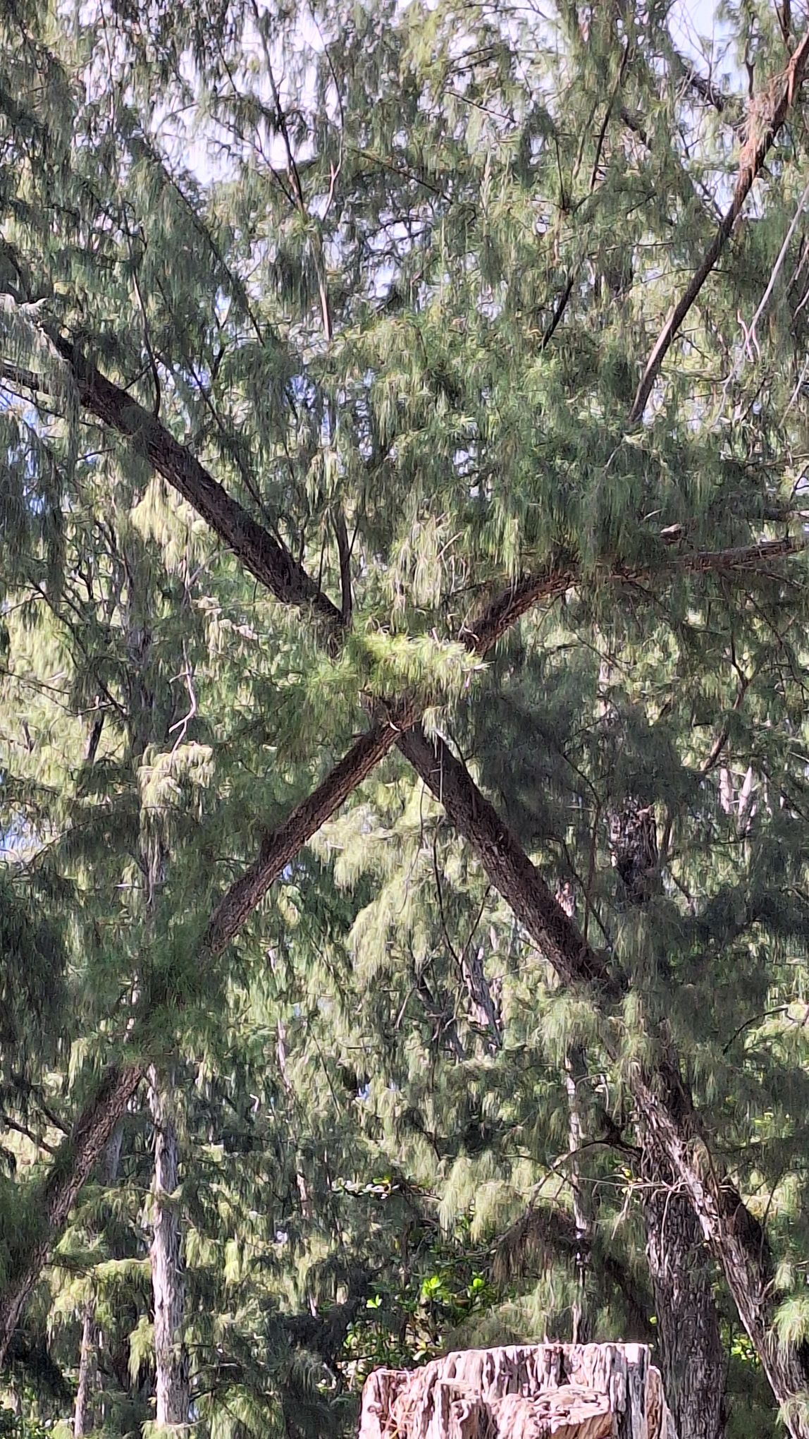 20241008_1436468031635464290884786