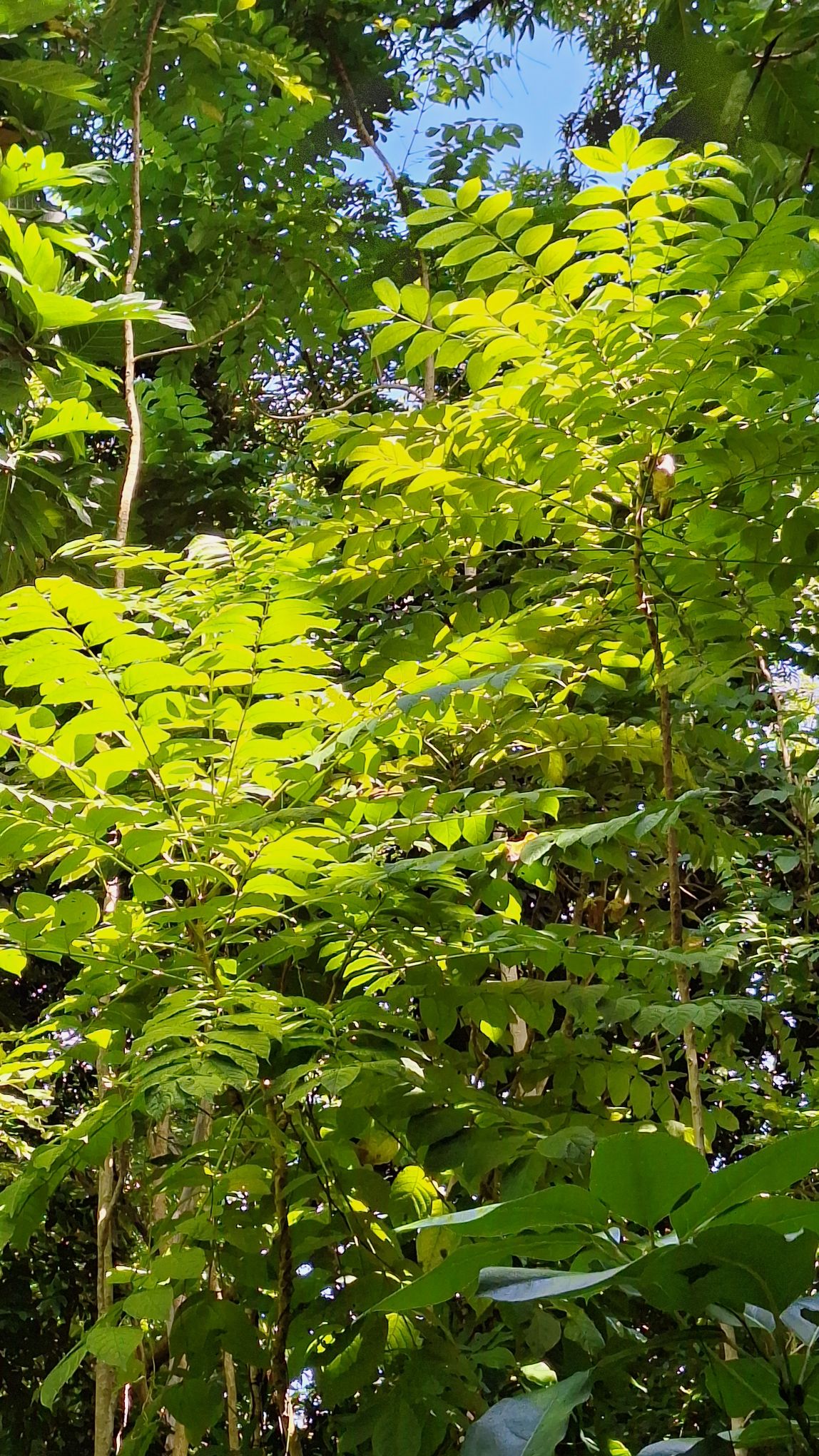 20241009_111205335737218757241638