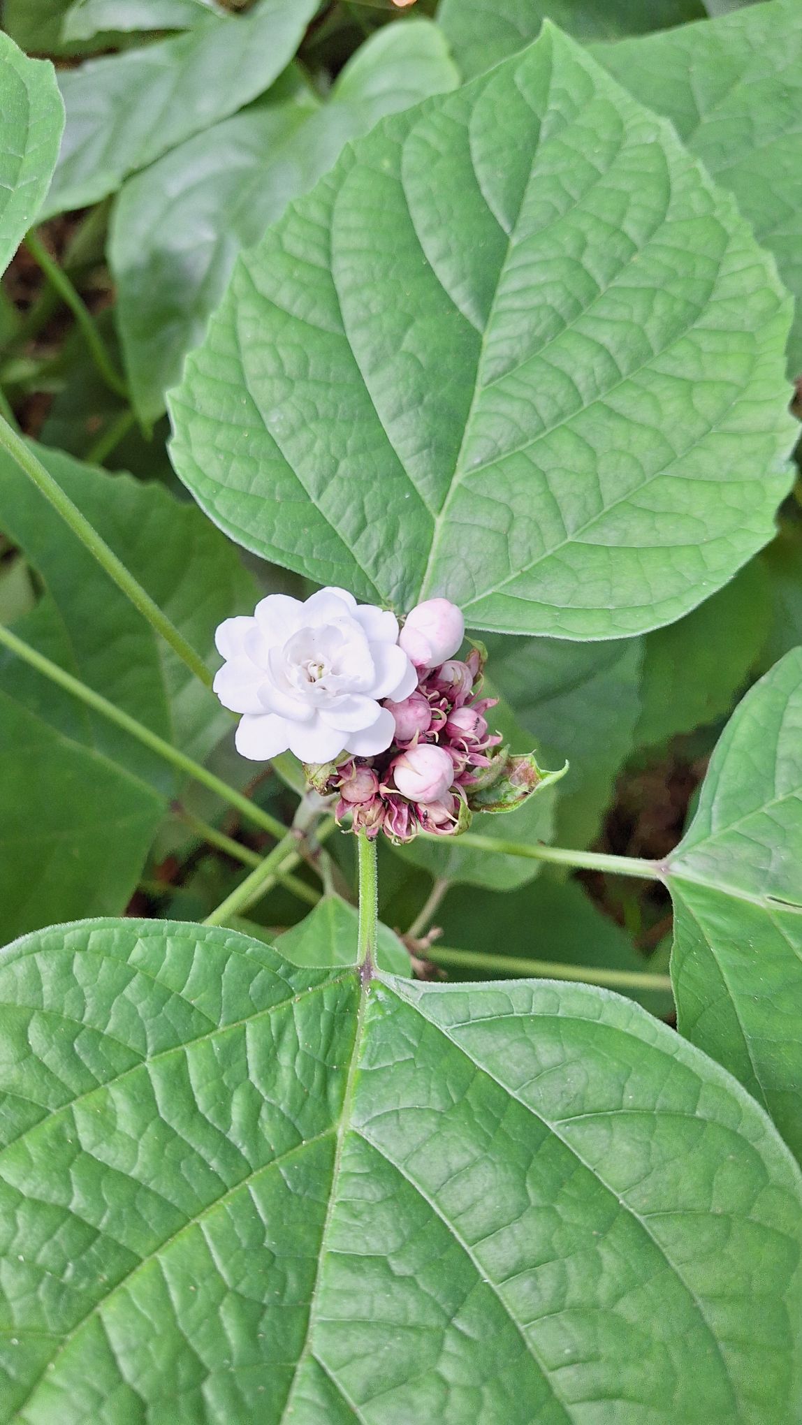 20241009_1113322835539836699038342